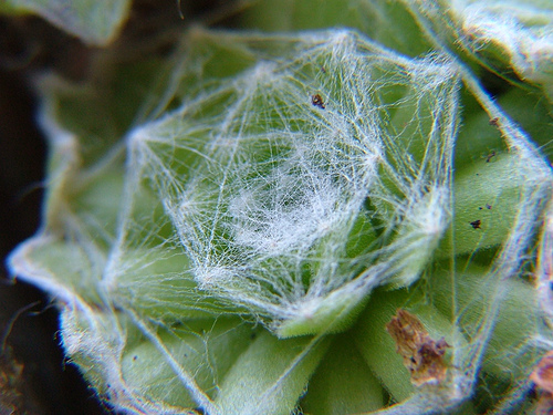 سمپرویووم آراکنویدیوم